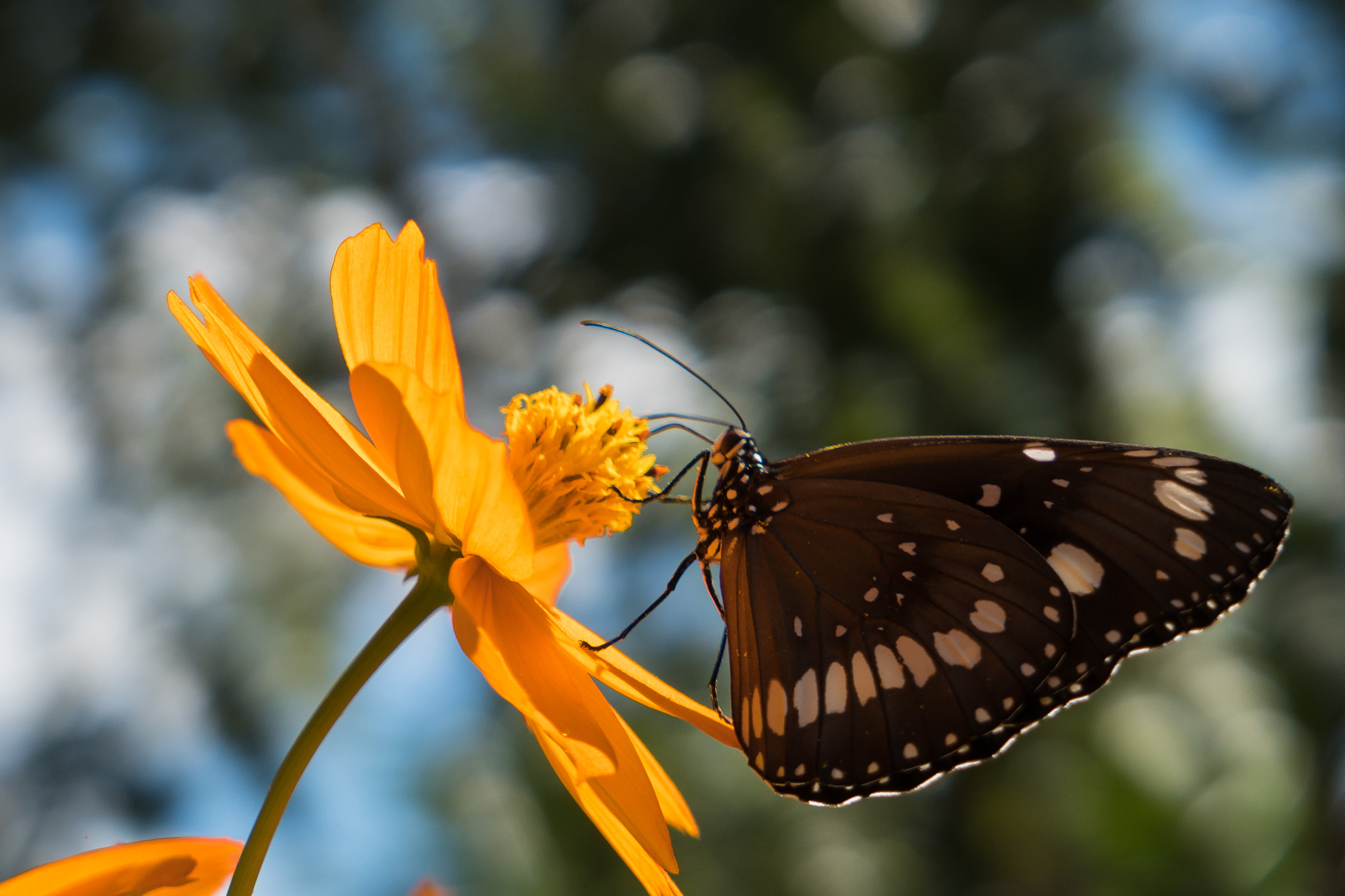 Panasonic Lumix DMC-LX10 (Lumix DMC-LX15) sample photo. Butterfly photography