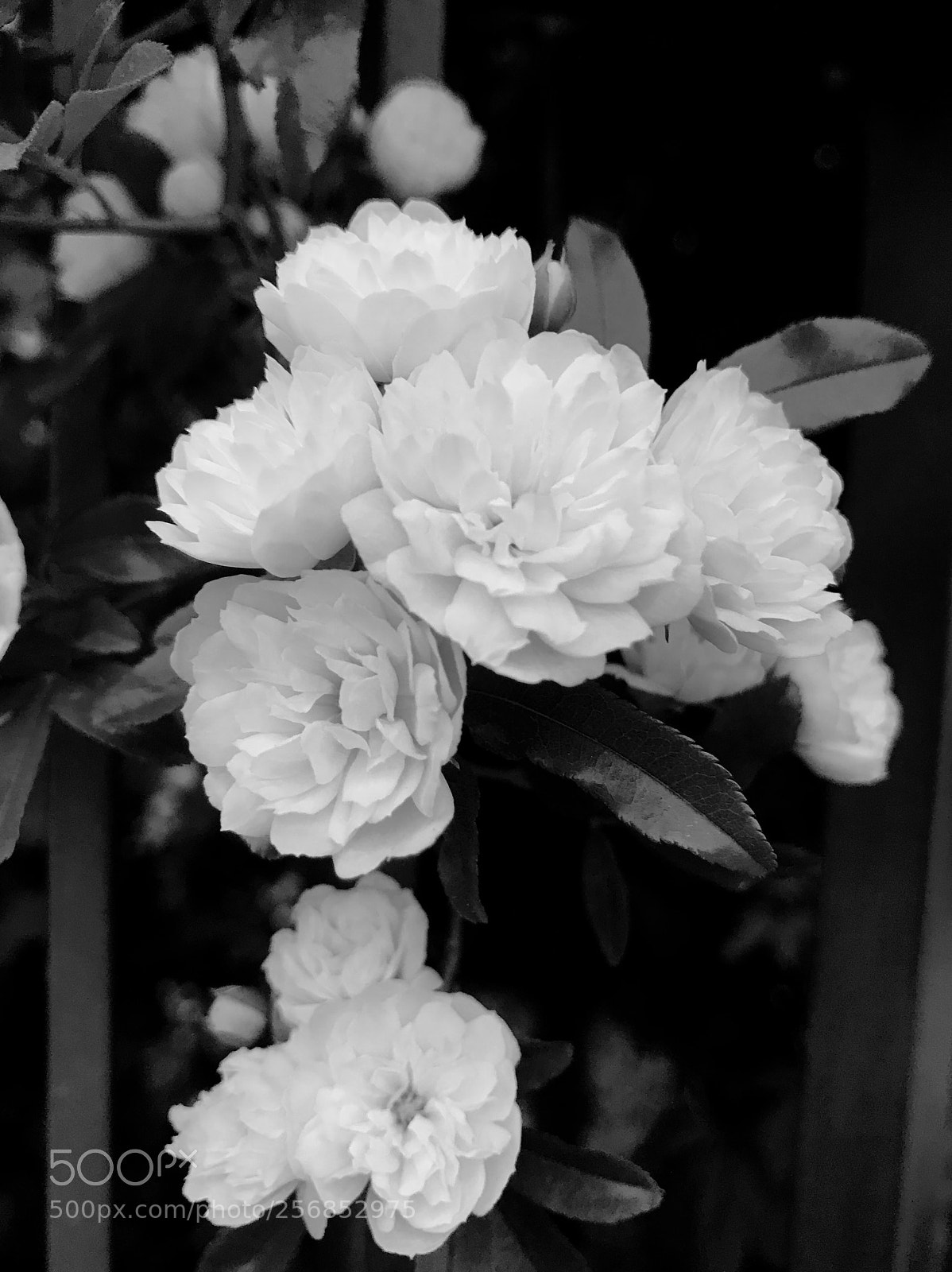 Apple iPhone 7 sample photo. Untitled photography
