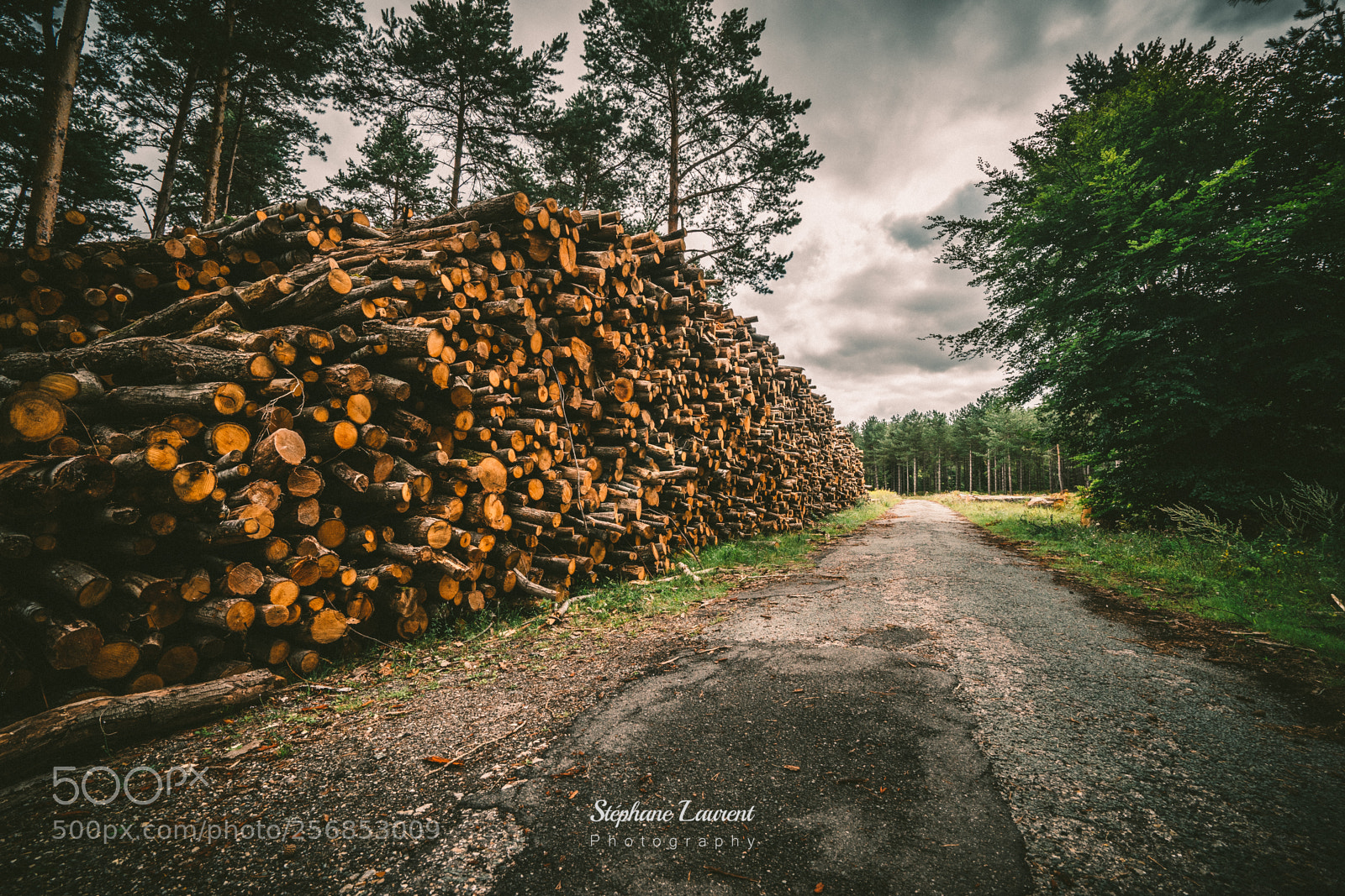 Sony a7 sample photo. Stock of woods photography