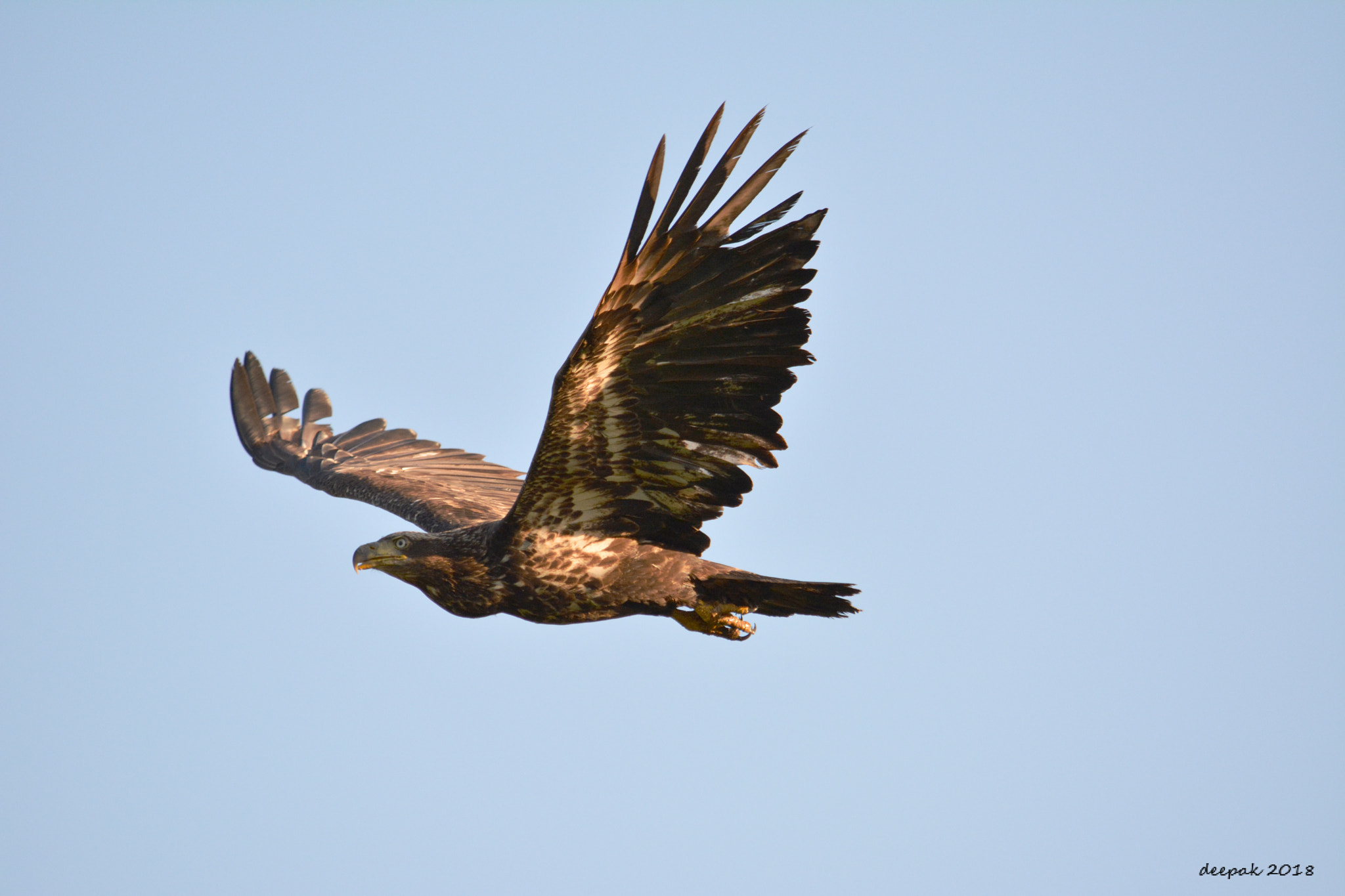 Nikon D5200 sample photo. American eagle photography