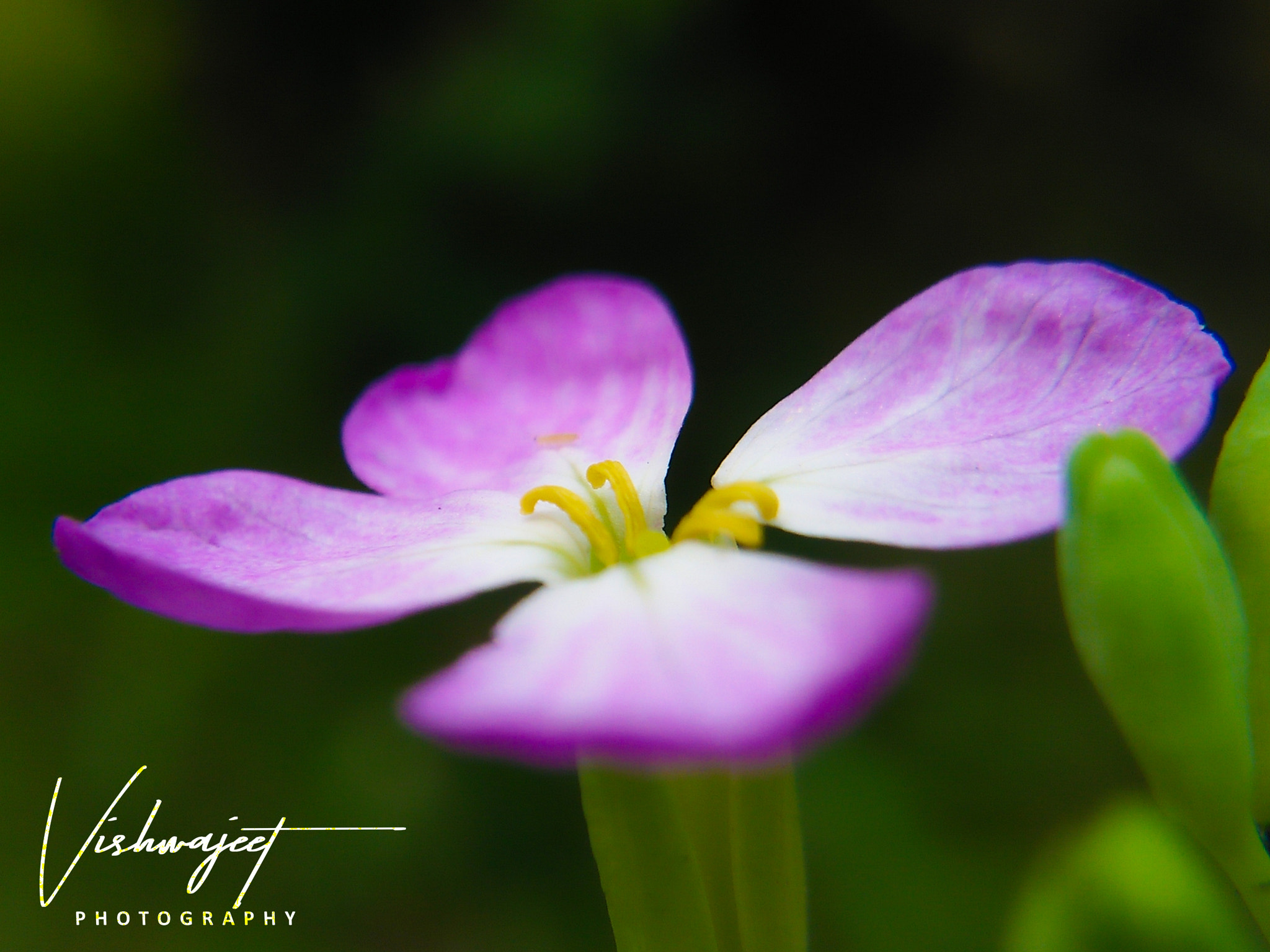 OPPO A37fw-International sample photo
