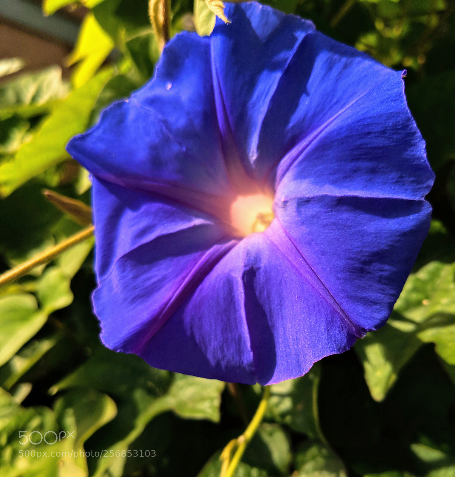 Google Pixel 2 XL sample photo. Blue flower photography