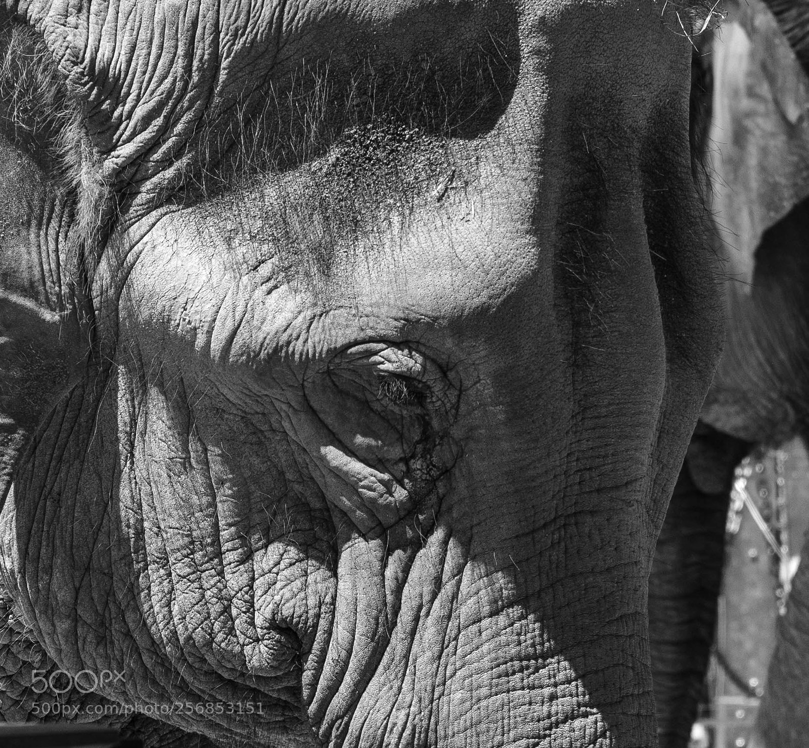 Sony a7R III sample photo. The elephant photography