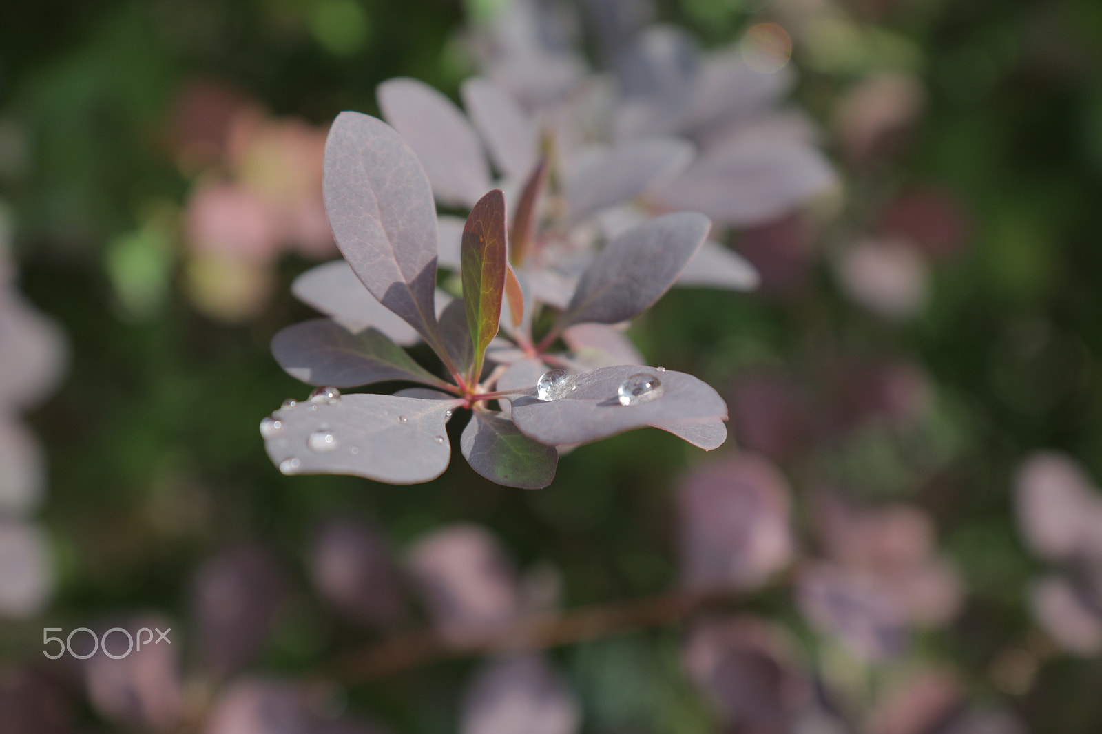 Canon EF-S 17-55mm F2.8 IS USM sample photo. Raindrops photography