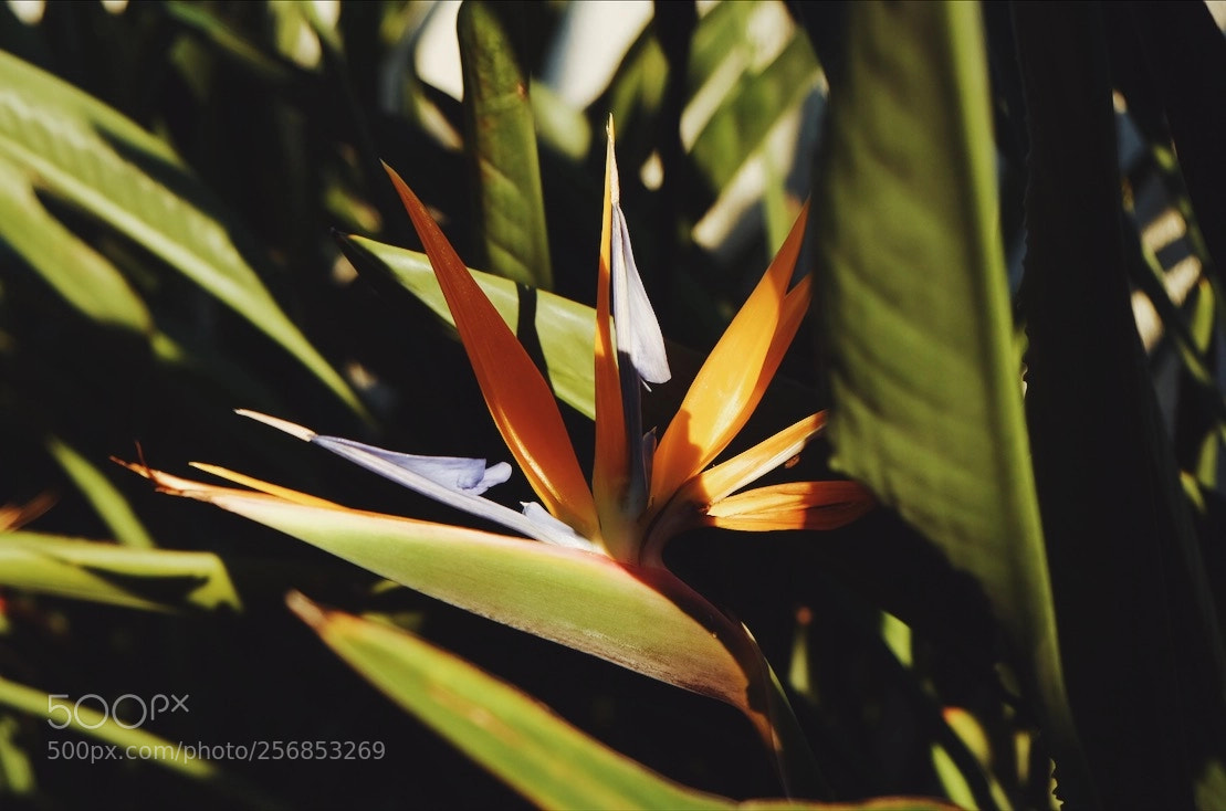 Fujifilm X-T10 sample photo. Strelitzia photography
