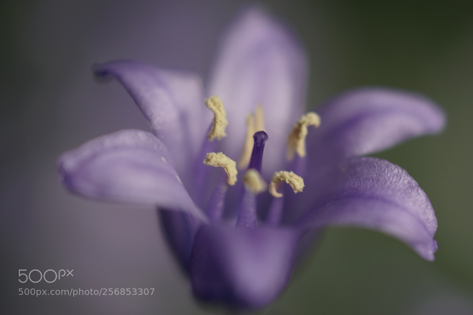 Sony a6000 sample photo. Purple yellow flower photography