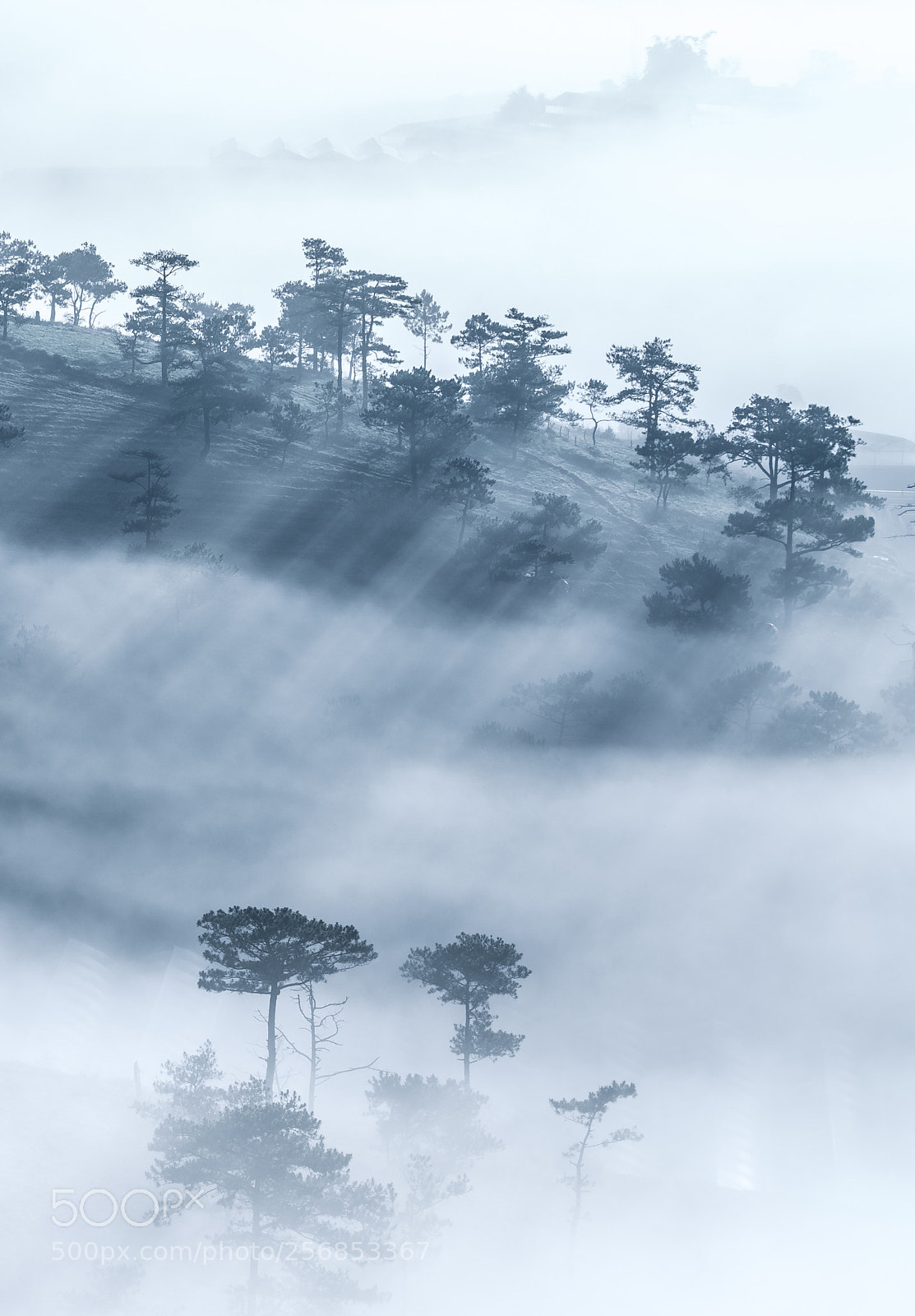 Sony a7R II sample photo. Dalat in fog season photography