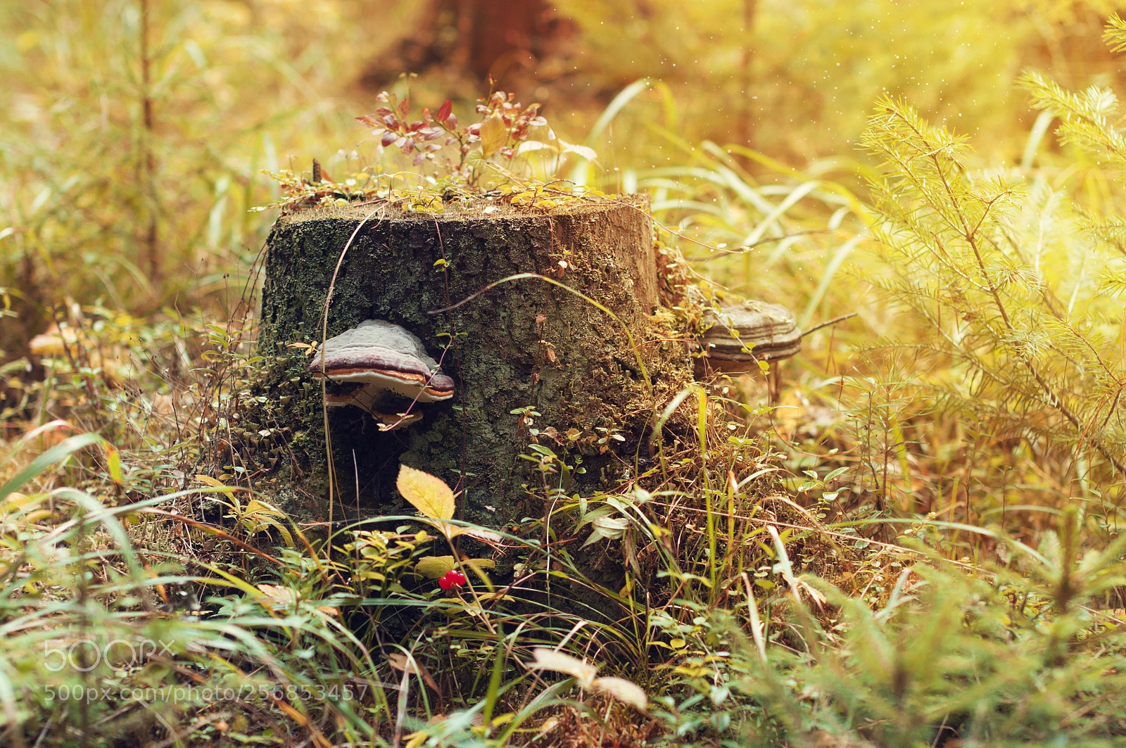 Nikon D90 sample photo. краски осени photography