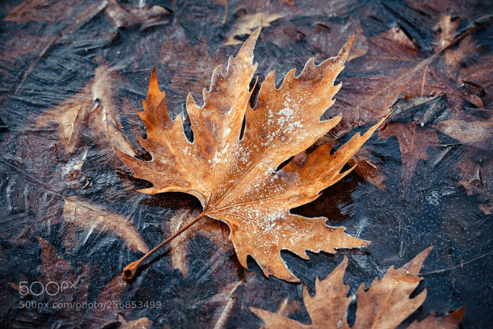 Nikon D600 sample photo. The remains of autumn photography