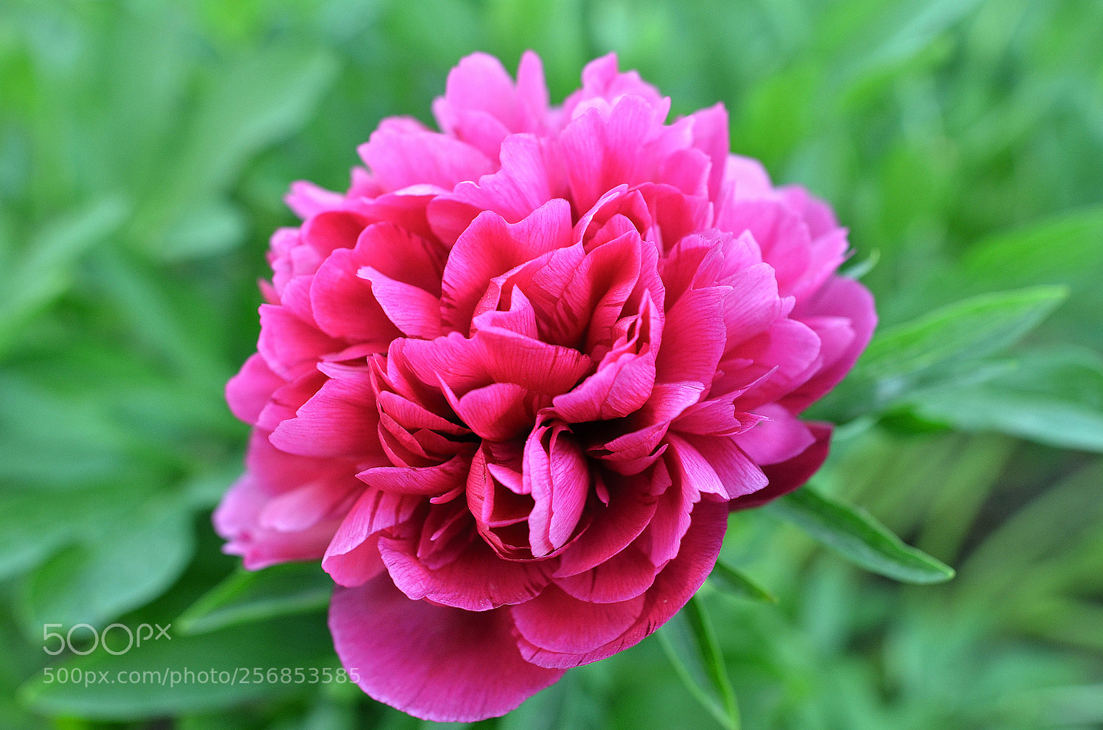 Nikon D7000 sample photo. Peony photography