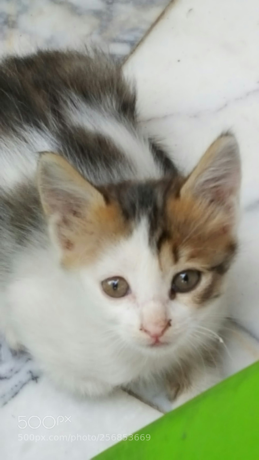 Samsung GALAXY S6 edge sample photo. Kitten portrait photography