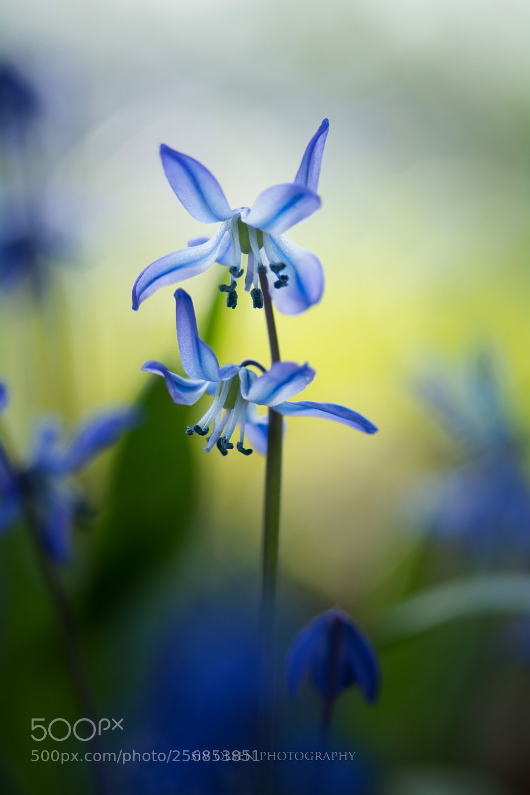 Nikon D7100 sample photo. ~ blue bell i ~ photography