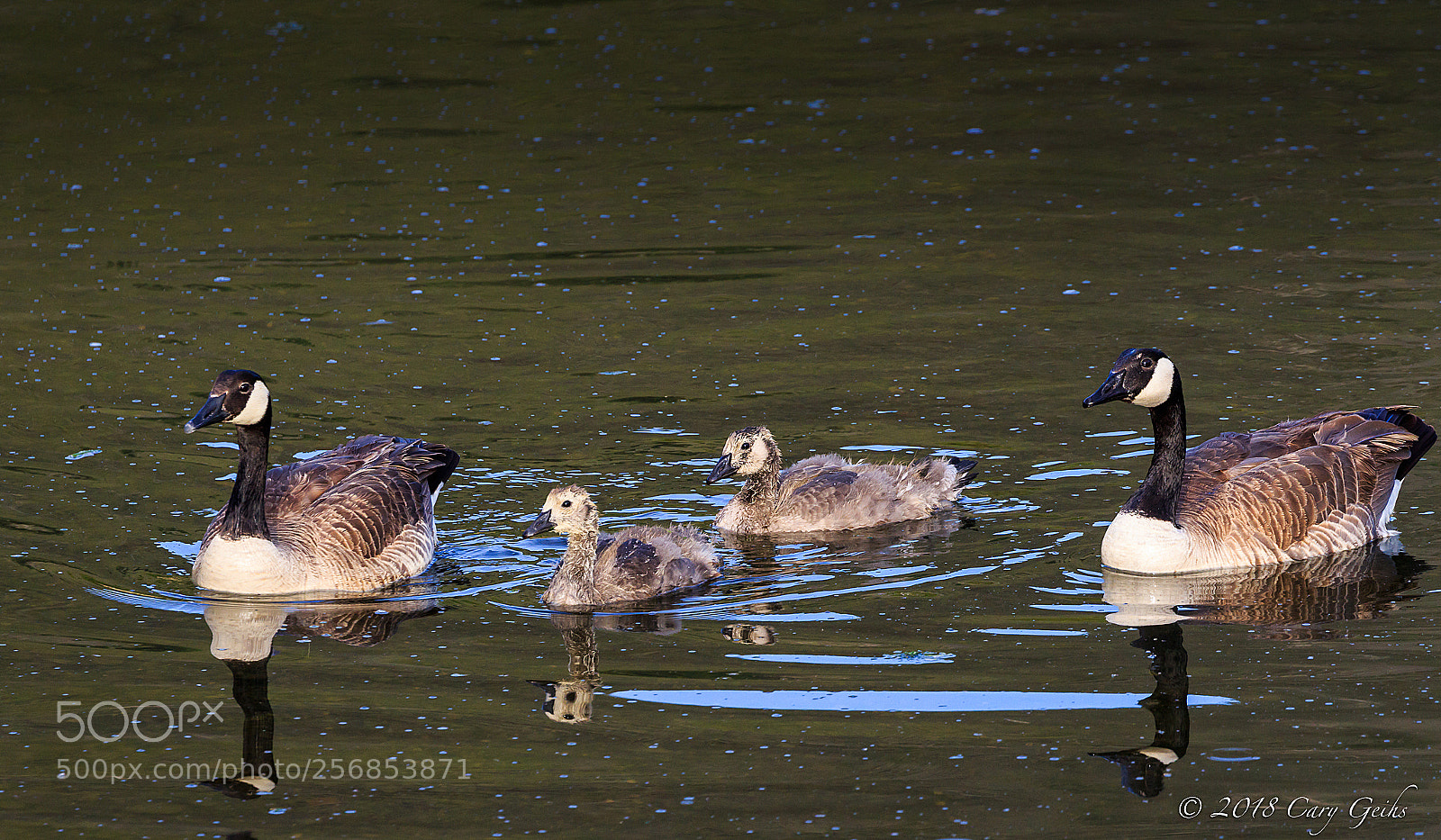 Canon EOS 7D Mark II sample photo. Little ones photography