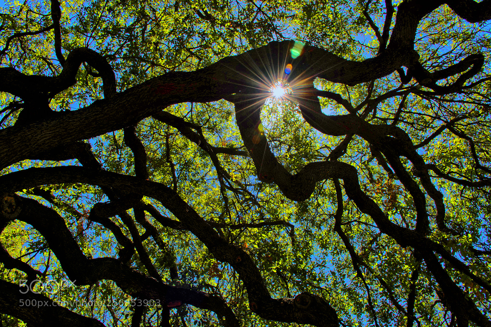 Nikon D7100 sample photo. Flare through tree photography