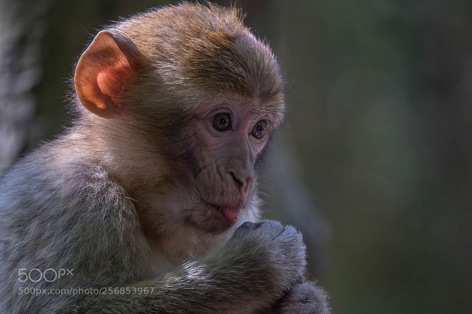 Sony Cyber-shot DSC-RX10 III sample photo. Macaca sylvanus photography