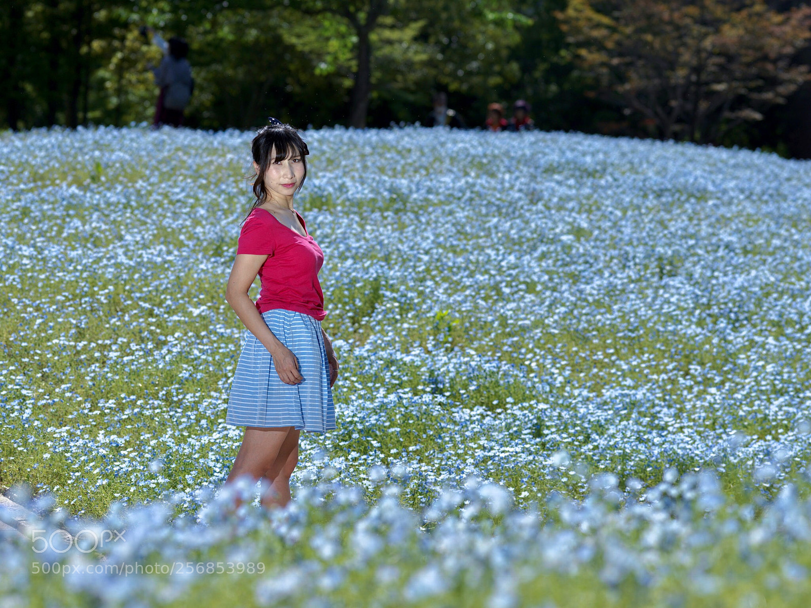 Hasselblad X1D-50c sample photo. Blue flower garden photography
