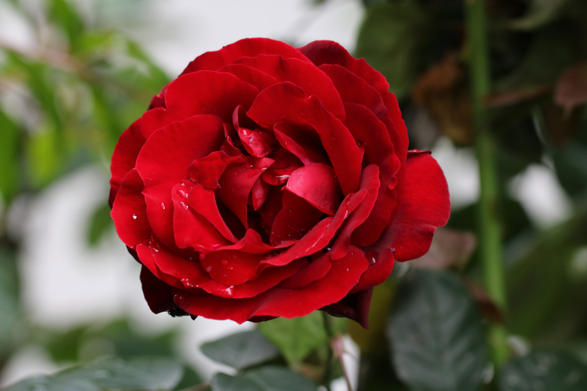 Canon EF 100mm F2.8L Macro IS USM sample photo. Yağmur ve gül photography