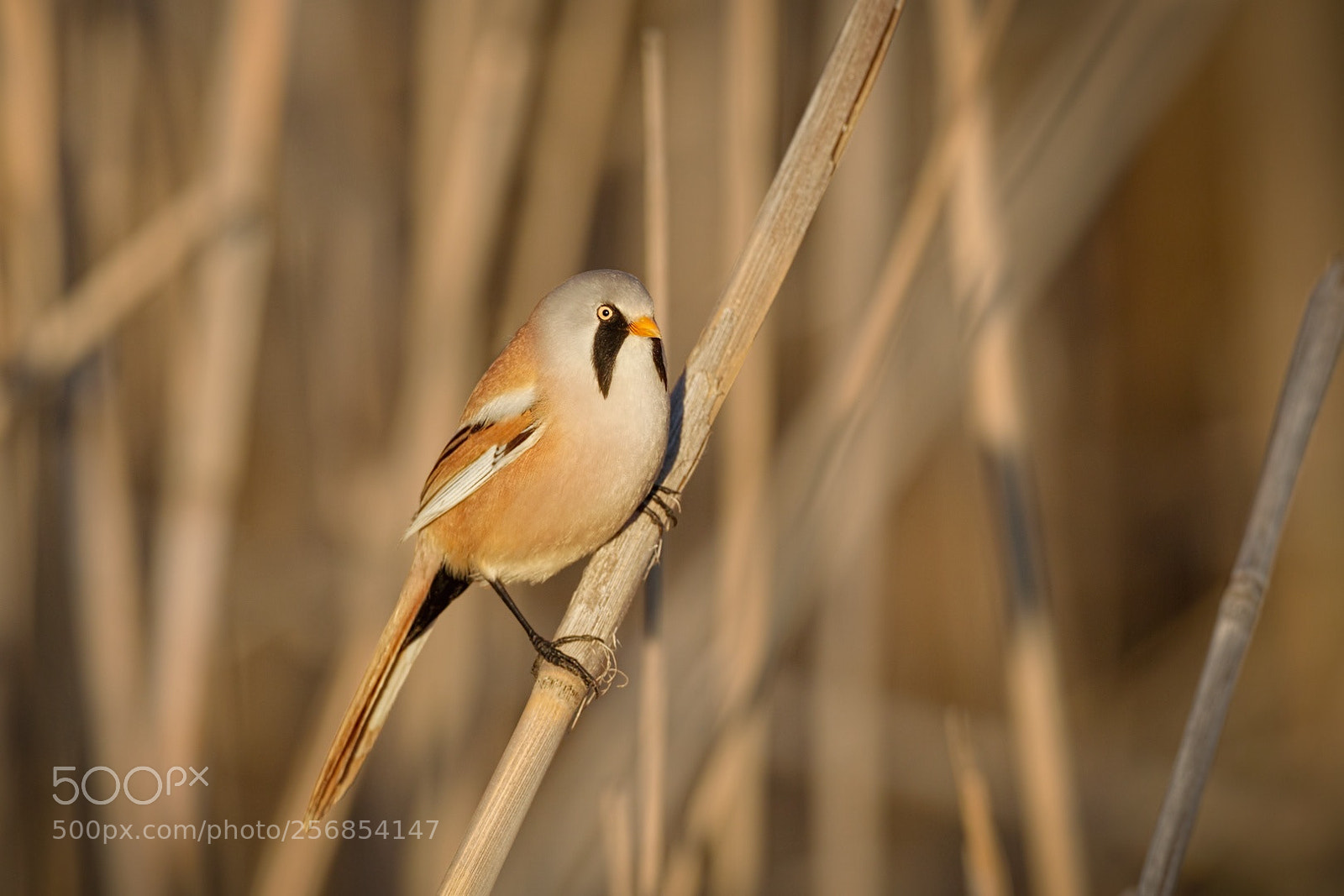 Canon EOS-1D Mark IV sample photo. Delta del danubio photography