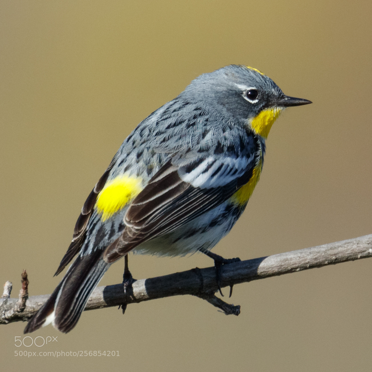Canon EOS 5DS R sample photo. Yellow rumped warbler photography