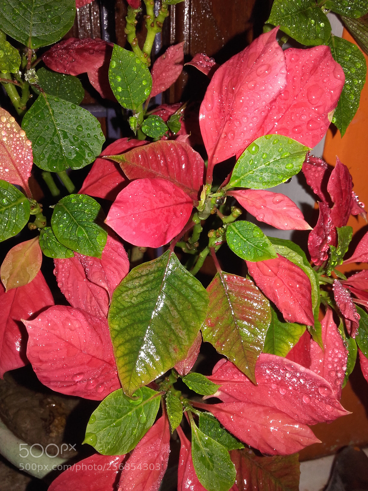 Samsung Galaxy Grand Prime sample photo. Untitled photography