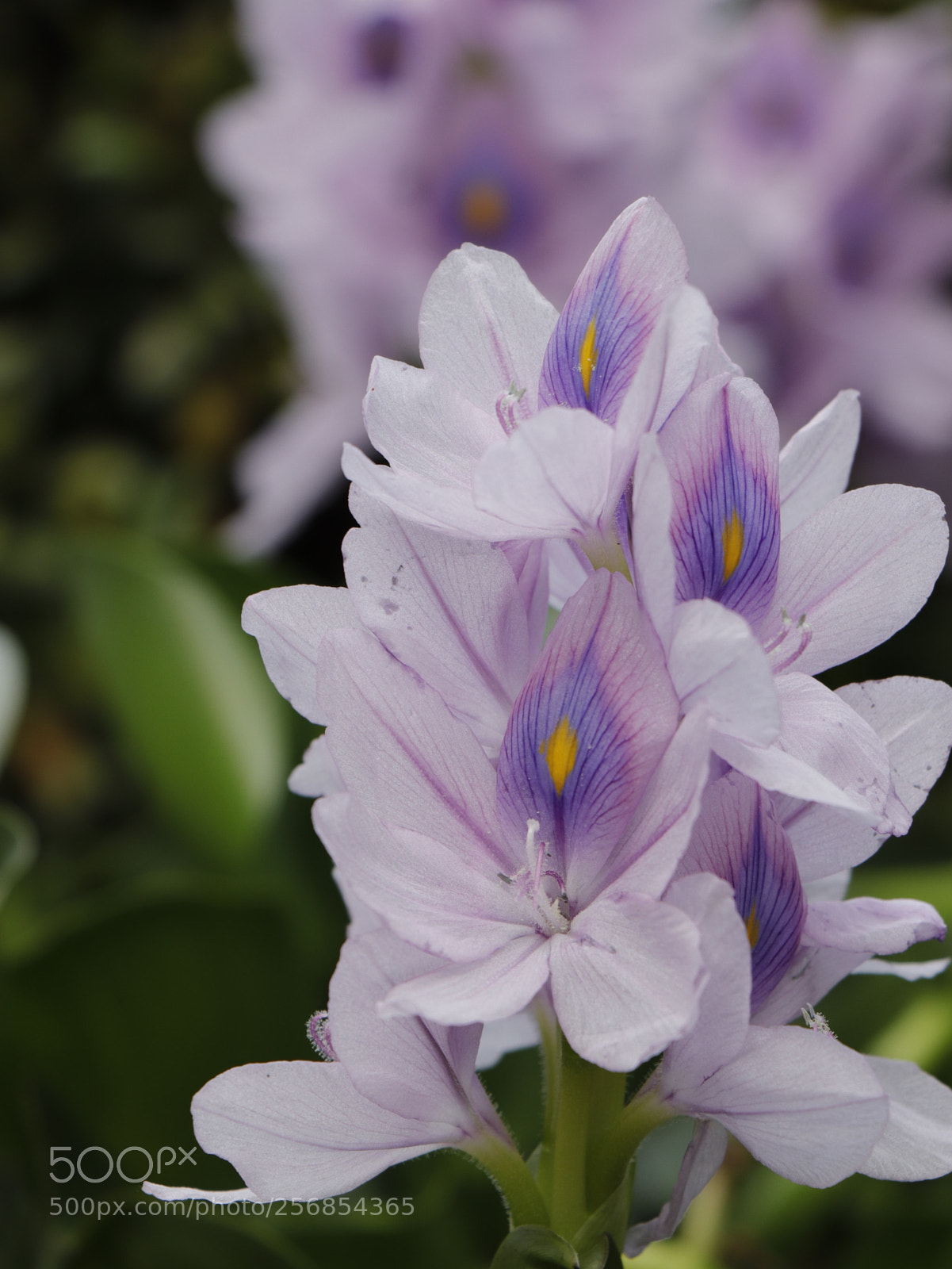 Canon EOS 77D (EOS 9000D / EOS 770D) sample photo. Eichhornia crassipes photography