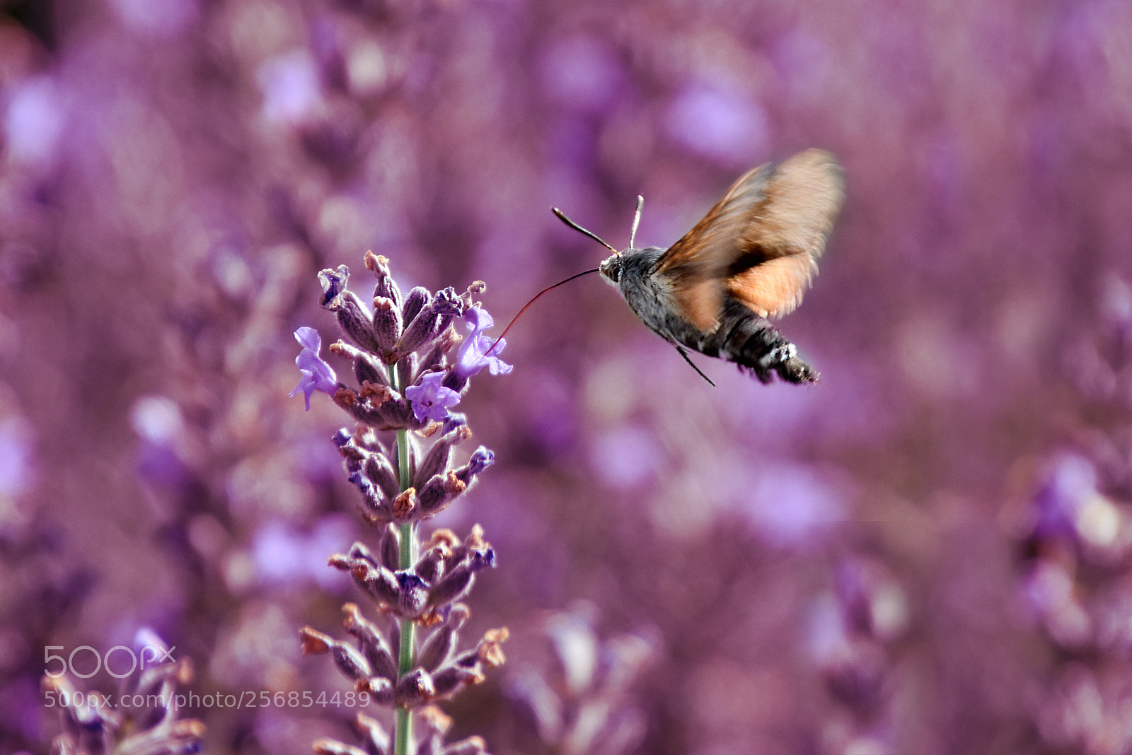 Nikon D5500 sample photo. La flor elegida photography