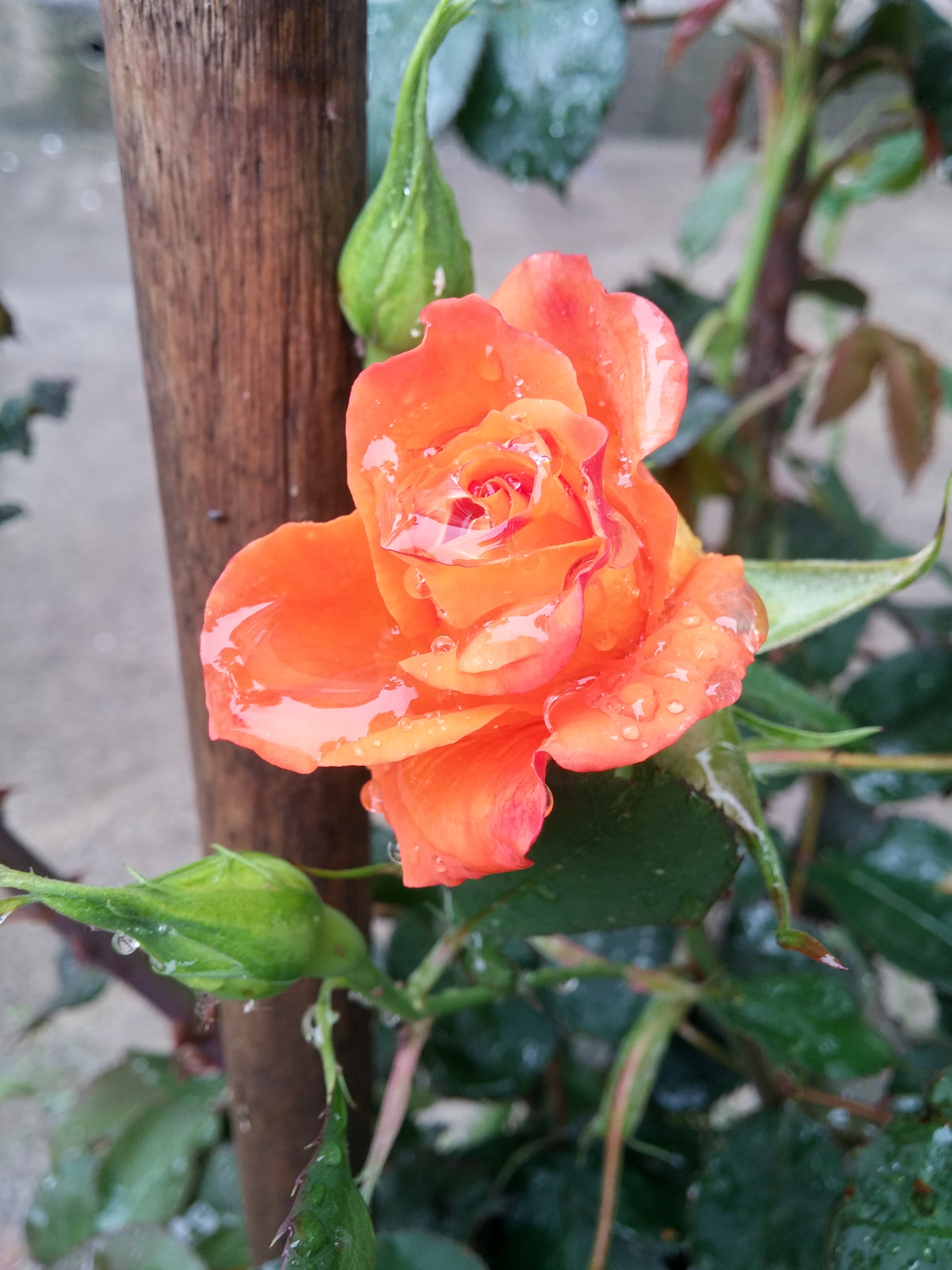 LG G3 sample photo. Yağmur altındaki güzellik photography