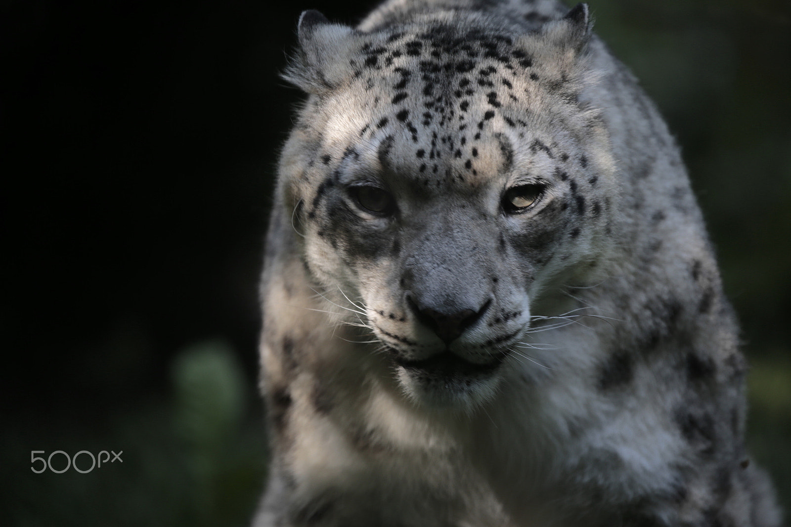 Canon EOS-1D X sample photo. Snow leopard photography