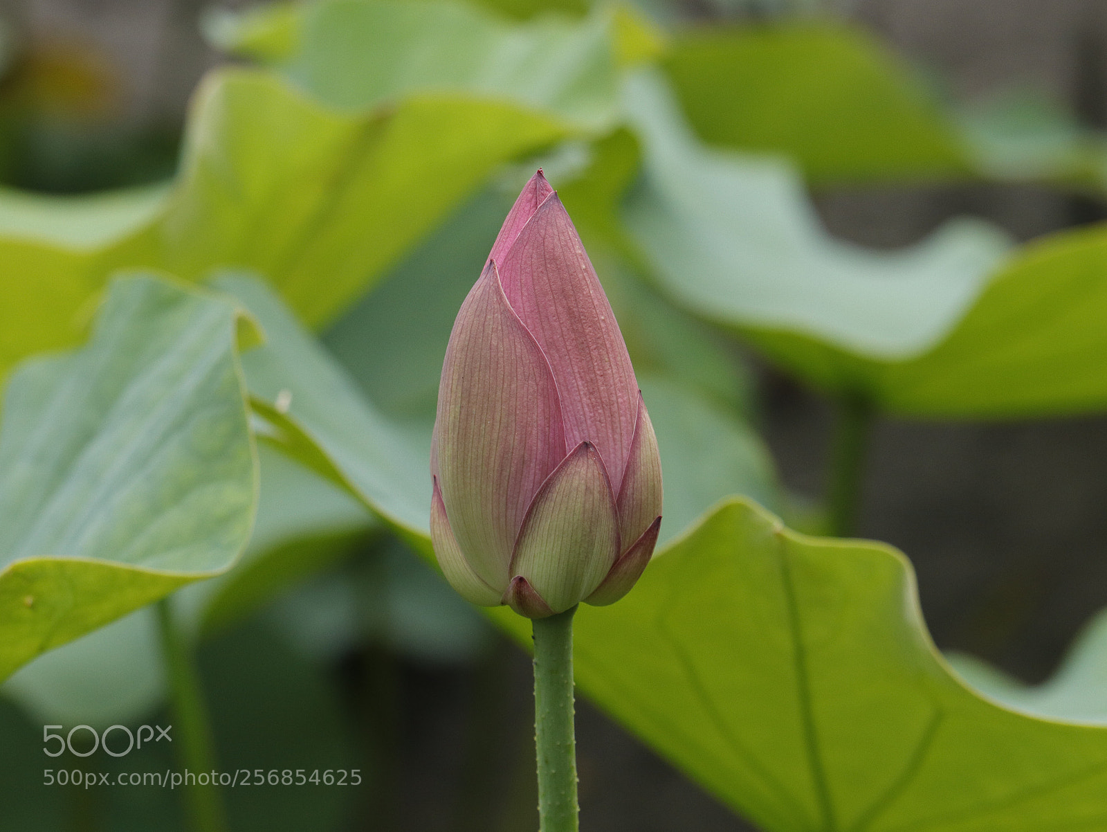 Canon EOS 77D (EOS 9000D / EOS 770D) sample photo. Lotus in springtime  photography