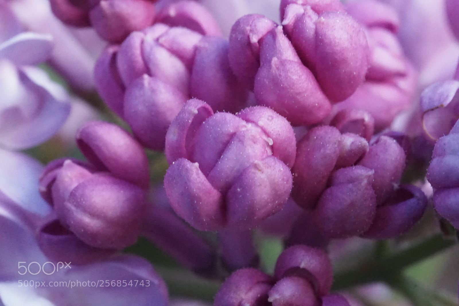 Sony a6000 sample photo. Lilac flowers photography