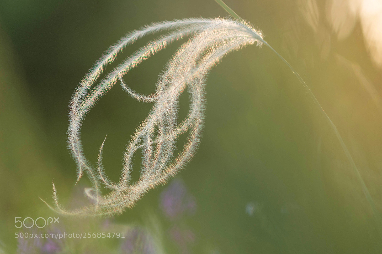 Nikon D500 sample photo. Stipa borysthenica photography