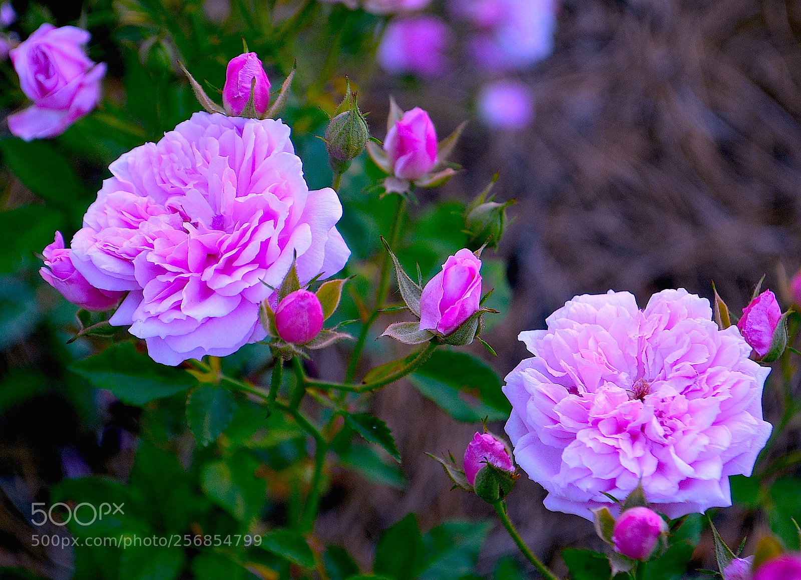 Nikon D5100 sample photo. Roses photography