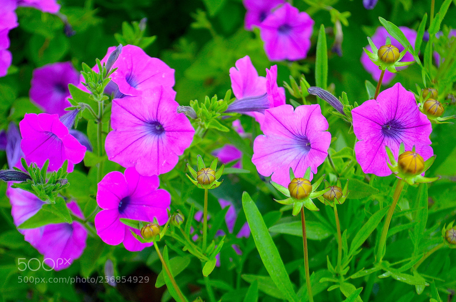 Nikon D5100 sample photo. Petunias photography