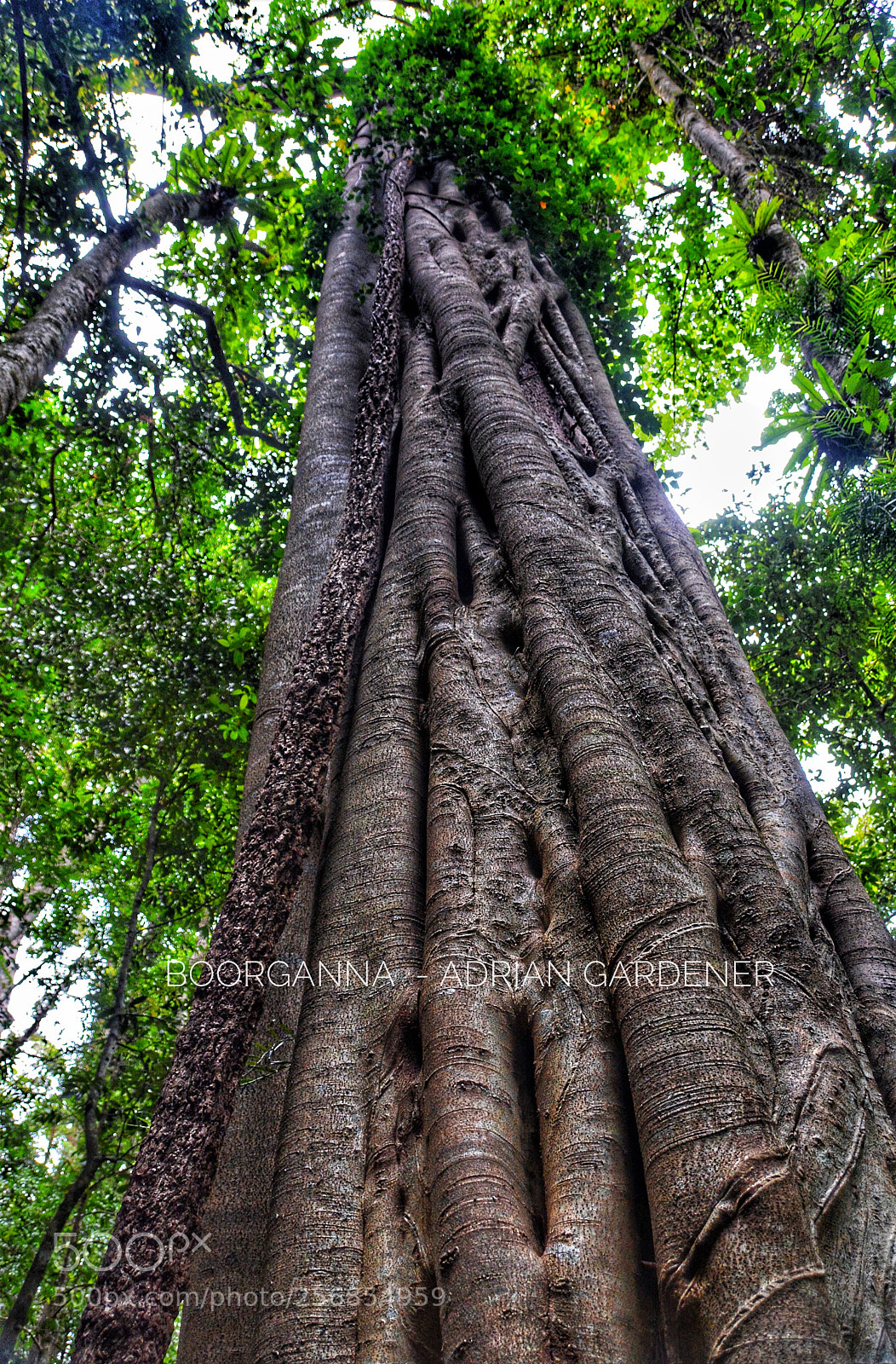 Nikon D7100 sample photo. Boorganna photography