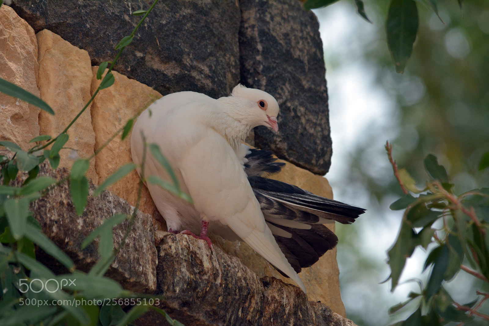 Nikon D7100 sample photo. Dove photography