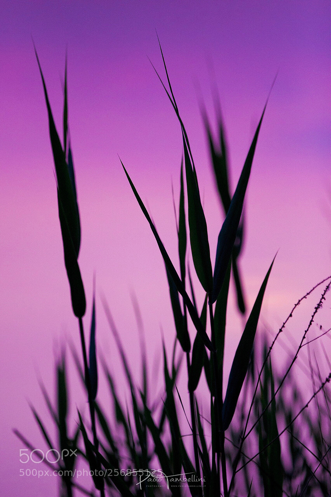 Canon EOS 6D sample photo. Untitled photography