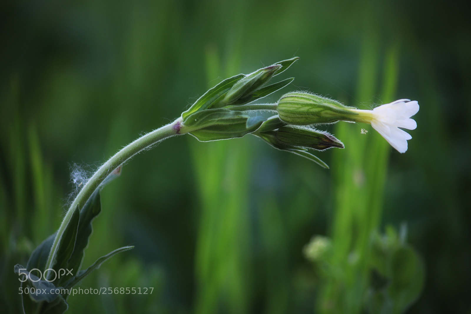 Canon EOS 760D (EOS Rebel T6s / EOS 8000D) sample photo. Untitled photography