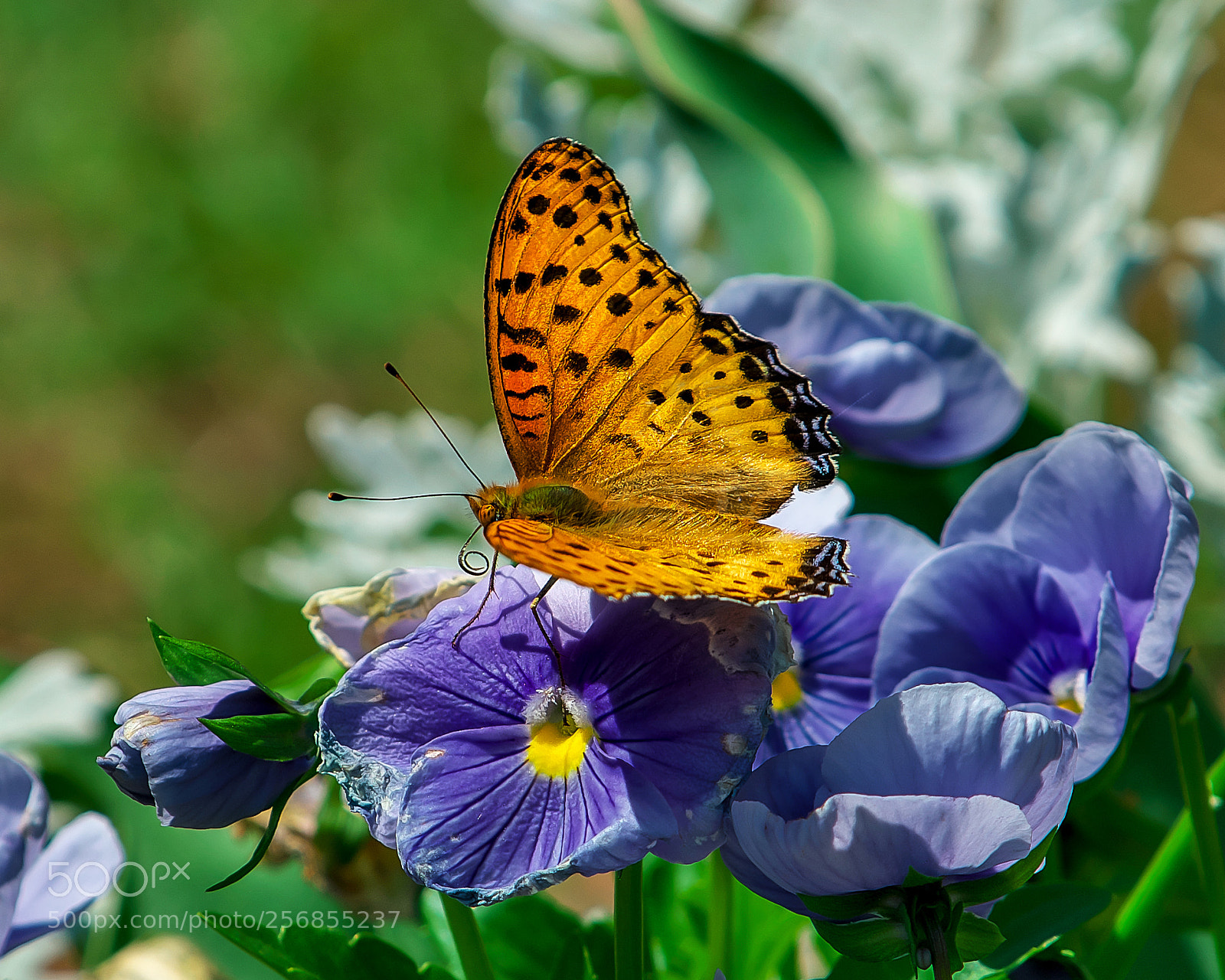 Nikon D500 sample photo. Argyreus hyperbius photography