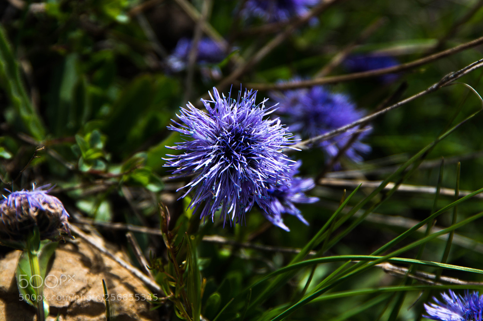 Nikon D7100 sample photo. The one with the photography