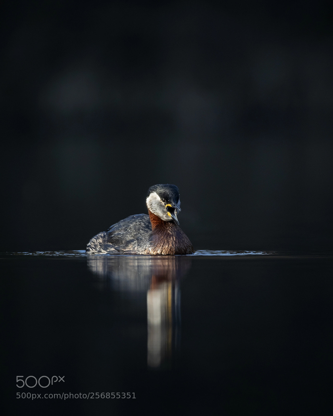 Canon EOS-1D X Mark II sample photo. Red necked grebe photography