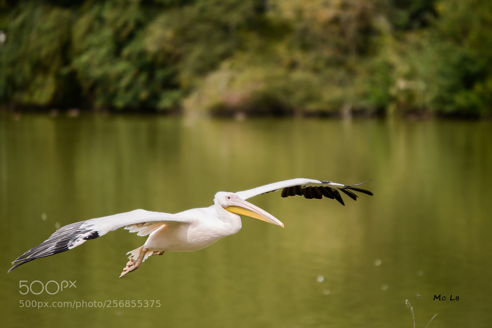 Nikon D7100 sample photo. Pelecanus - pelican photography