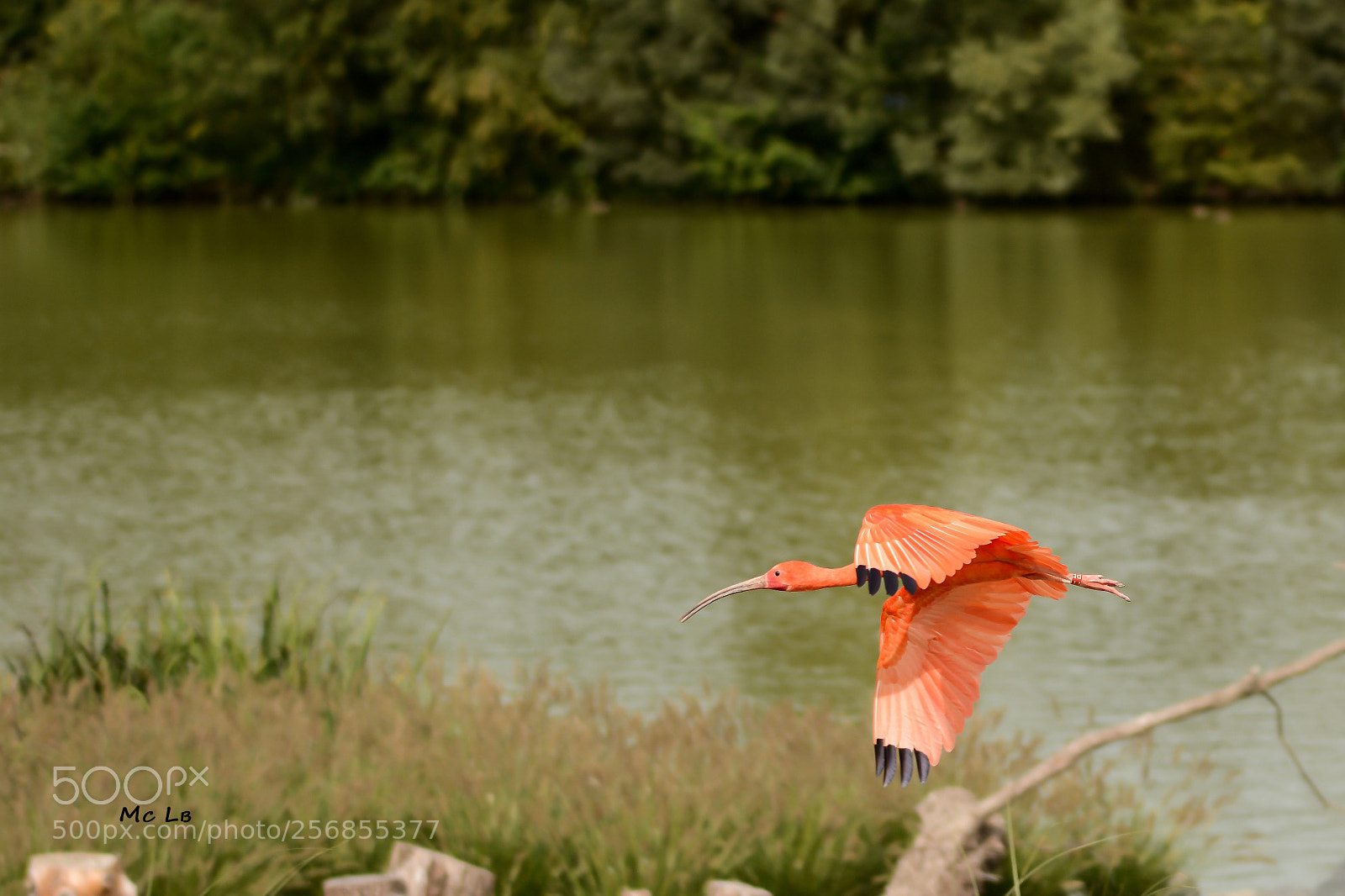 Nikon D7100 sample photo. Eudocimus ruber - ibis photography