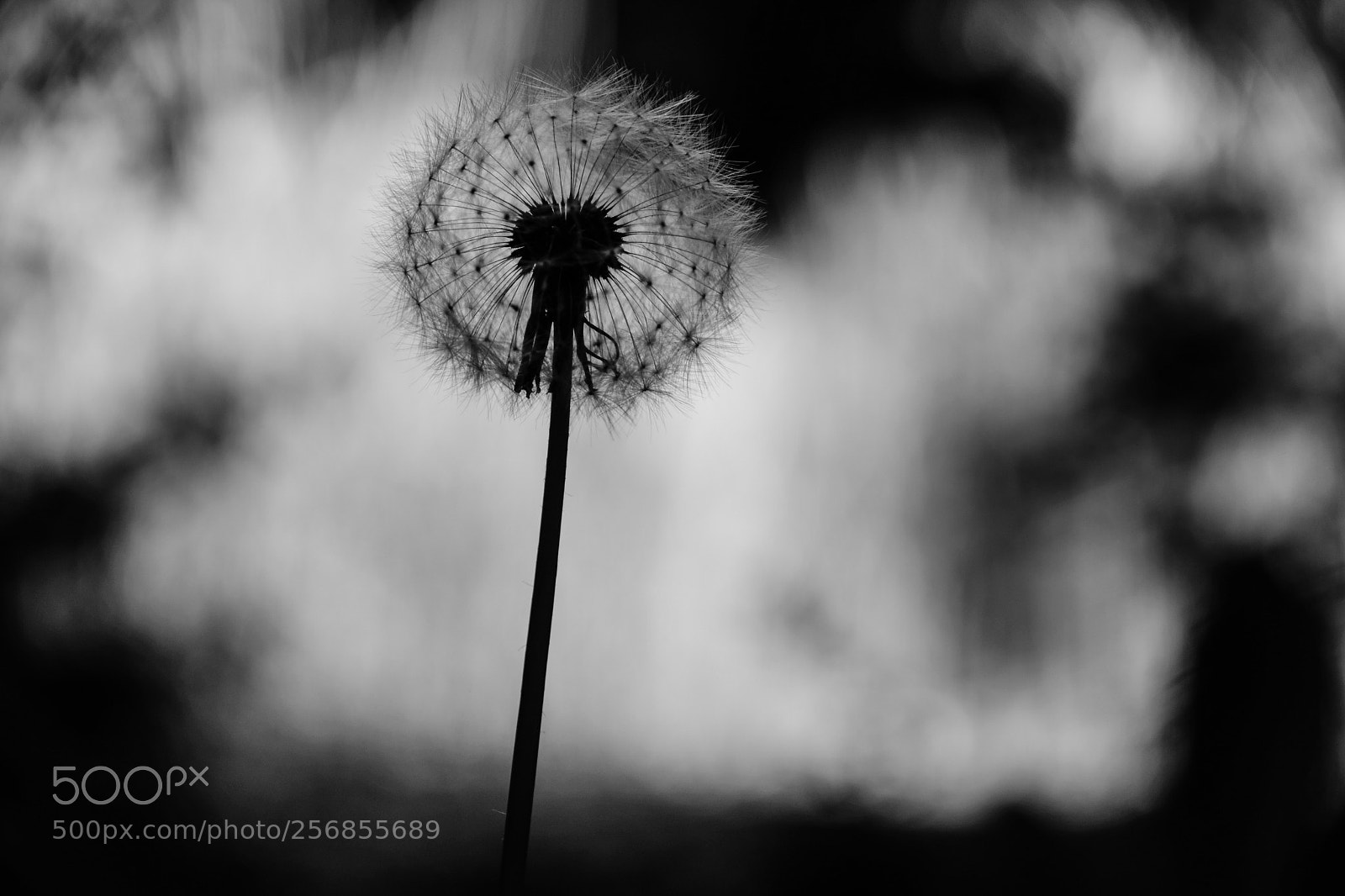 Fujifilm X-T20 sample photo. 'structure' photography