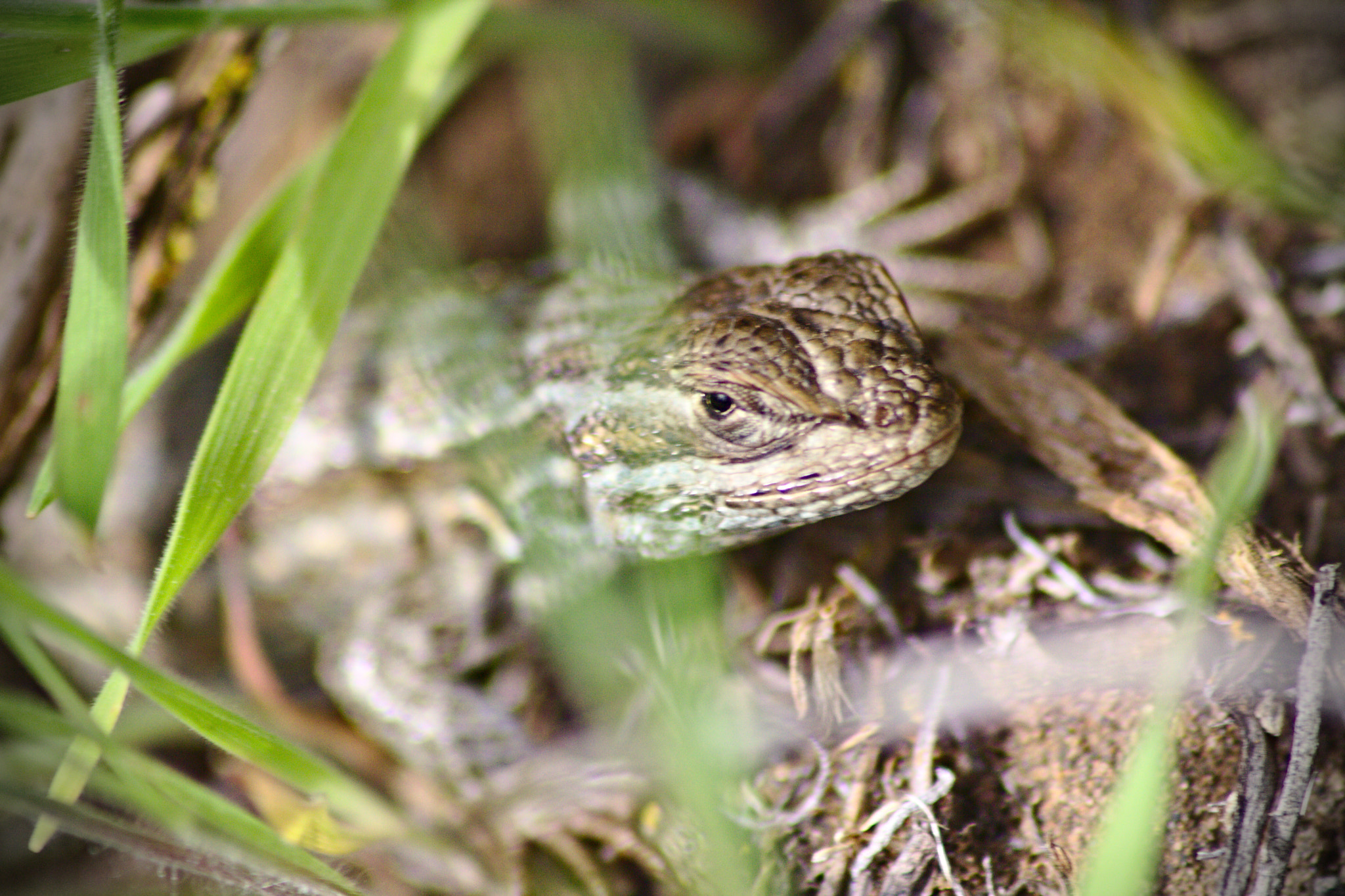 Canon EOS 1000D (EOS Digital Rebel XS / EOS Kiss F) + Sigma 50-200mm F4-5.6 DC OS HSM sample photo. Hiding lizard photography