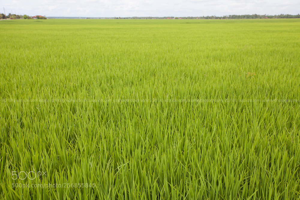 Canon EOS 5D Mark II sample photo. The paddy fields photography