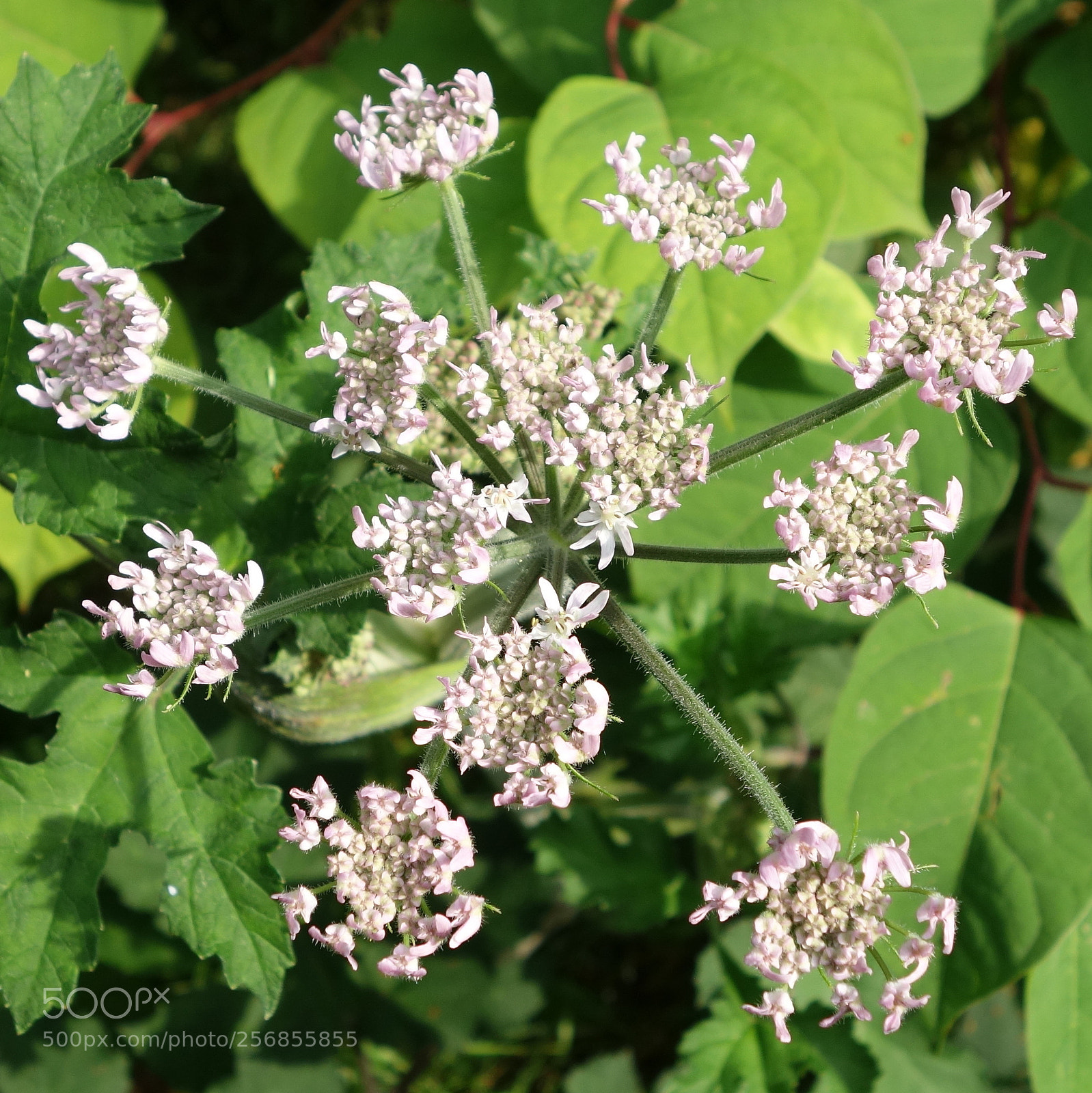 Sony Cyber-shot DSC-RX100 II sample photo. () cvp lot photography
