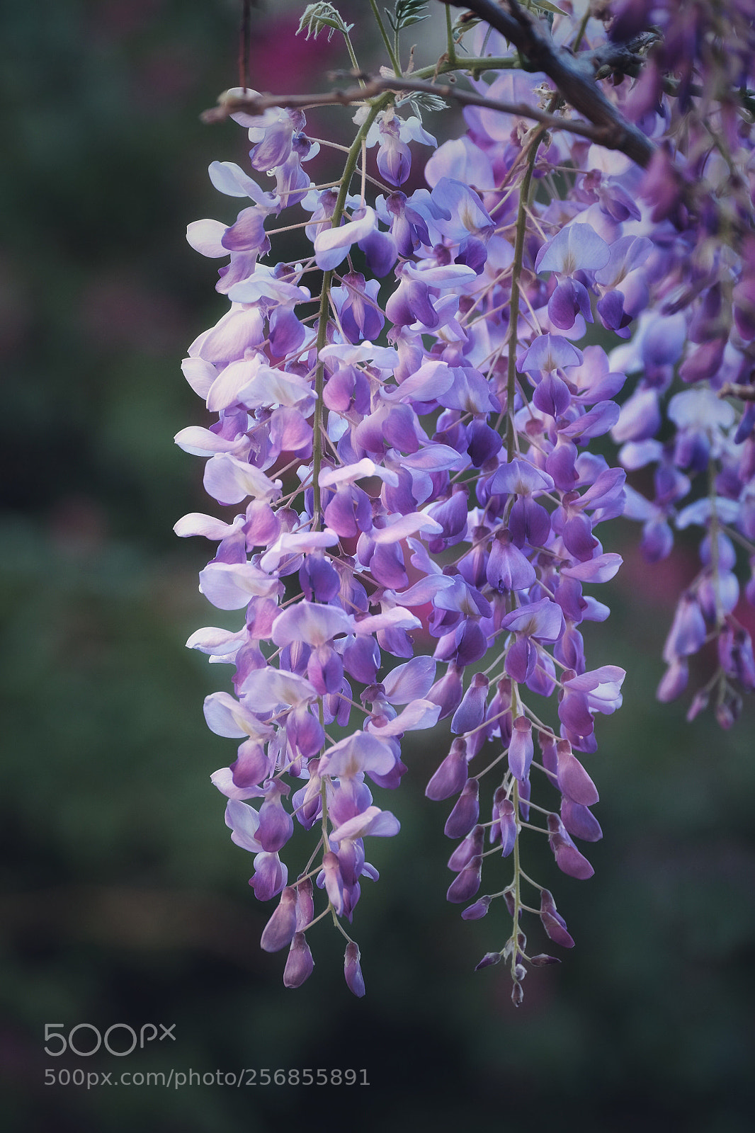 Fujifilm X-T1 sample photo. Wisteria in my garden 2 photography