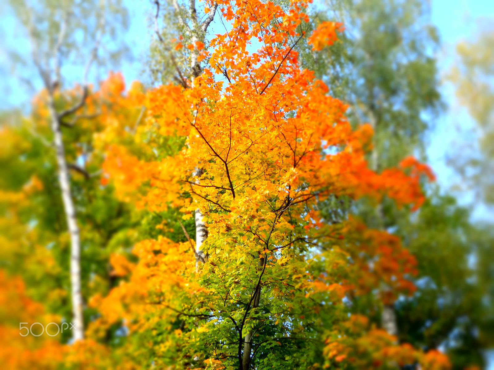 Sony Cyber-shot DSC-WX50 sample photo. Birch autumn. photography