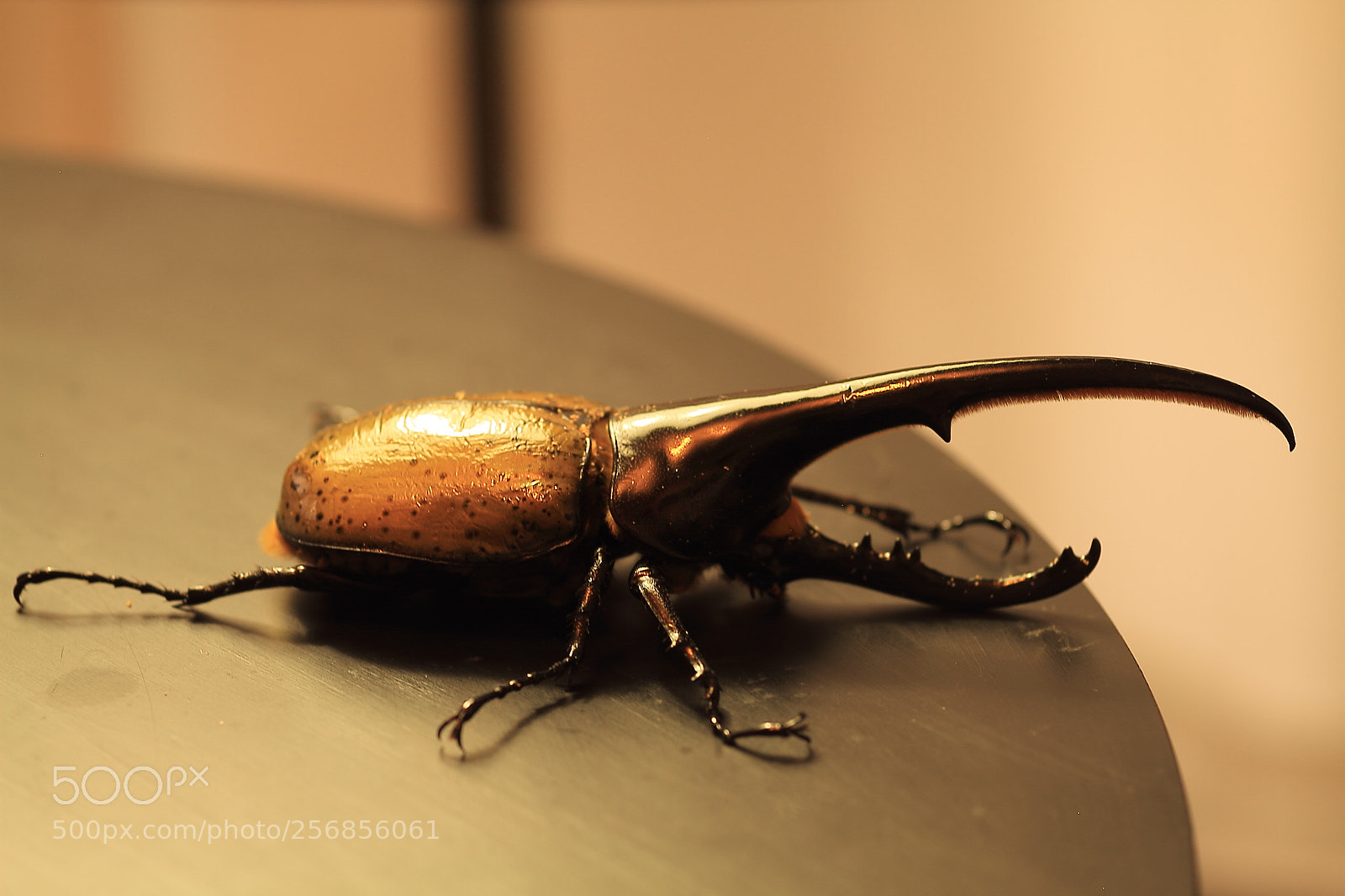 Canon EOS 7D + Canon EF 50mm F1.8 II sample photo. Dynastes hercules hercules photography