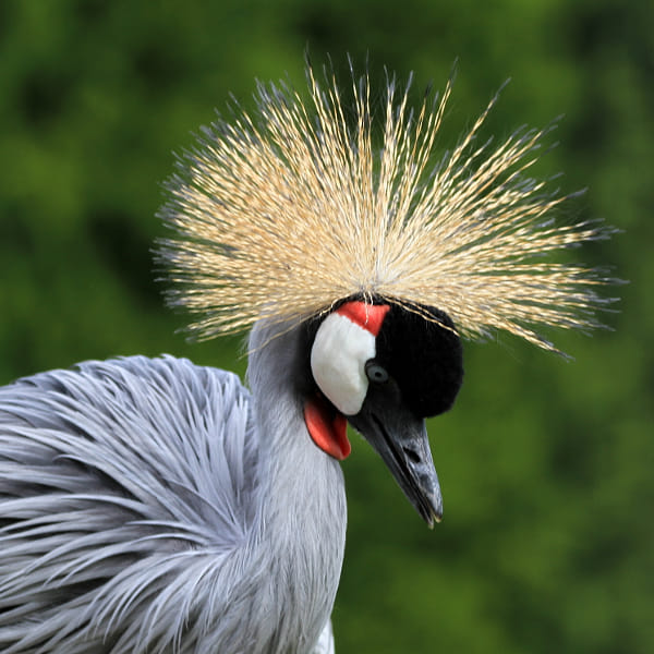 Canon EOS 7D + Sigma 150-600mm F5-6.3 DG OS HSM | C sample photos